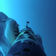 Illustration for article titled See What Its Like To Be Hunted By A Shark -- From the POV of a Seal